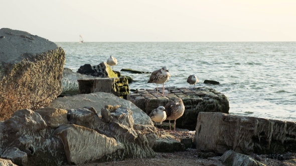 A Bird Albatross Sits on the Seashore