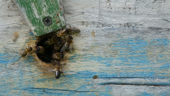 Bees Fly Out of the Hive To Collect Honey