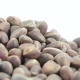Pine Nuts in Bulk - VideoHive Item for Sale