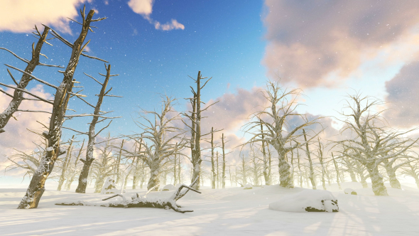 Snowy Forest alt