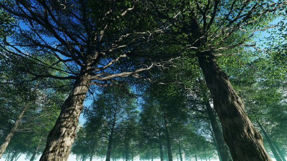 Large Trees in the Jungle alt