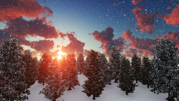 Sunny Winter Forest alt