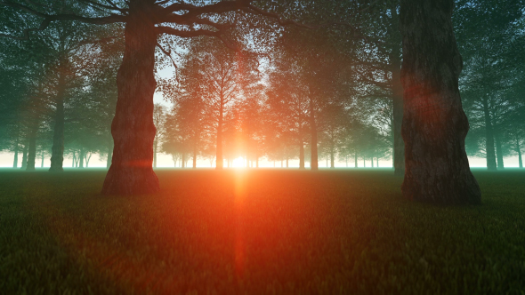 Sunset in Mystic Forest alt