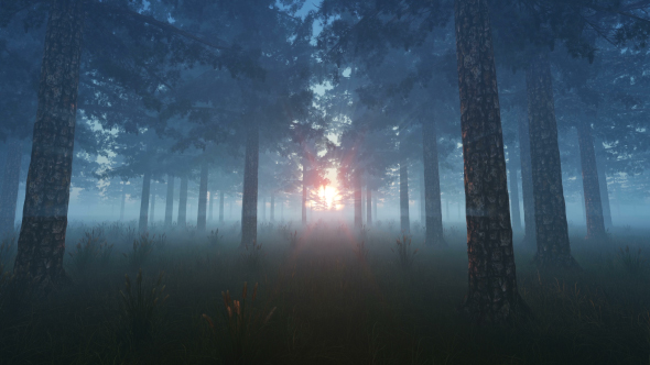 The Forest and Sun alt
