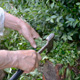 Man Chopping Branches - VideoHive Item for Sale