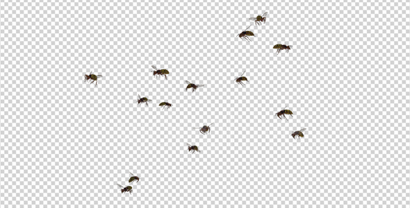 Wasp Swarm - Flying Around - 4K