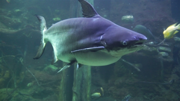 Amazon Fish in a Large Aquarium