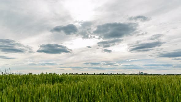 Green Wheat Field And Running Clouds, Timelapse, 4k