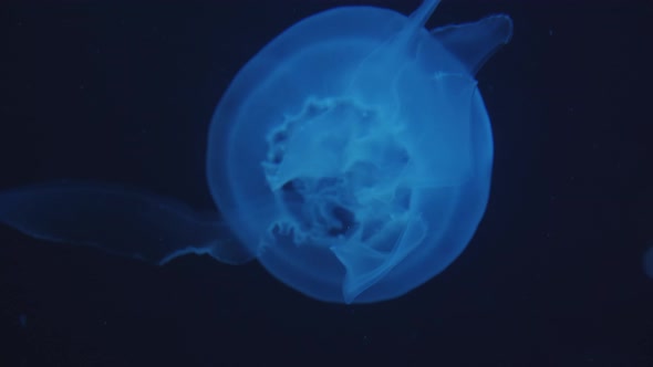 Overhead Closeup View of Slow Motion Relaxing and Glowing Blue Jellyfish Floating and Swimming in