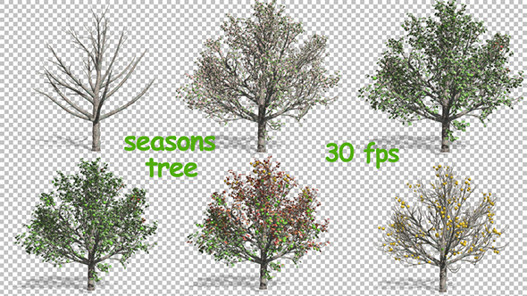 Growing Apple Tree alt