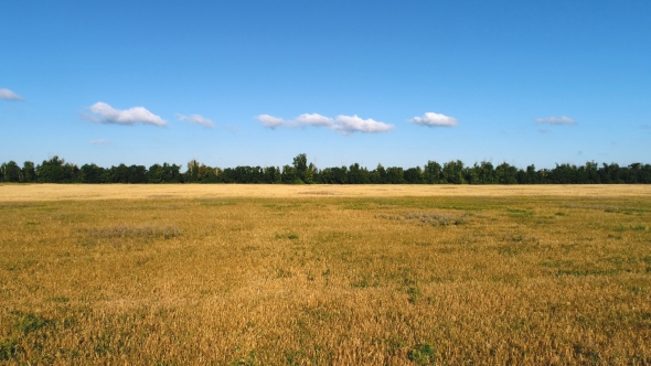 Beautiful Farmland Landscape with Wheat Field and Forest. Aerial View Field