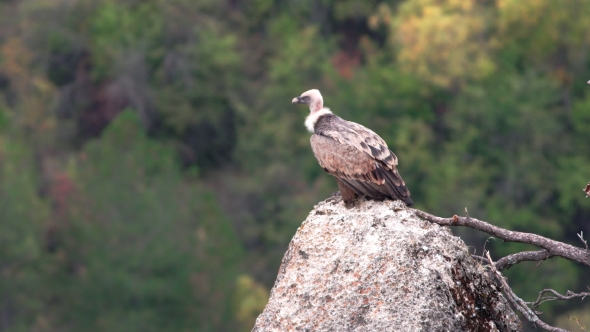 Vulture Standing Over Rock