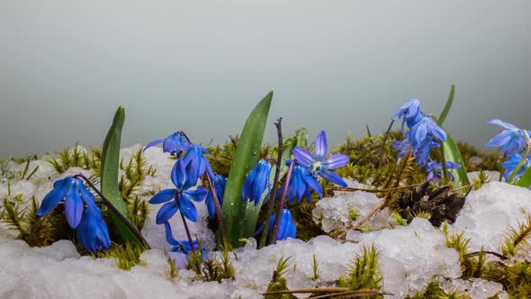 Blue Snowdrop and Snow Melts in Spring