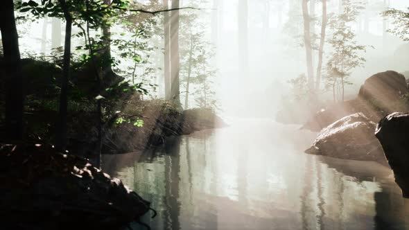 Dark Pond in Mysterious Forest alt