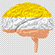 Brains in Golden, Silver, Bronze  - VideoHive Item for Sale