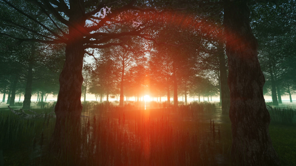 Wonderful Landscape in the Forest alt