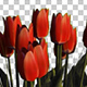 Tulip Red Grouped Flowers - VideoHive Item for Sale
