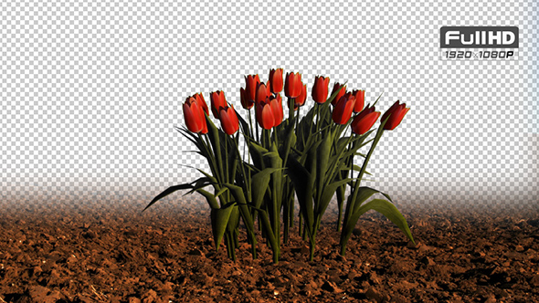 Tulip Red Grouped Flowers alt