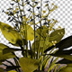 Water Plantain white Flowers - VideoHive Item for Sale