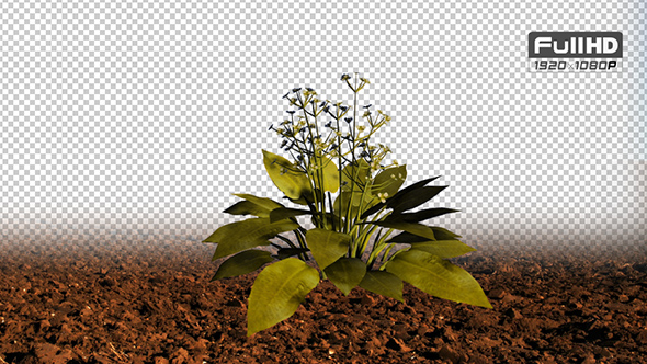 Water Plantain white Flowers alt