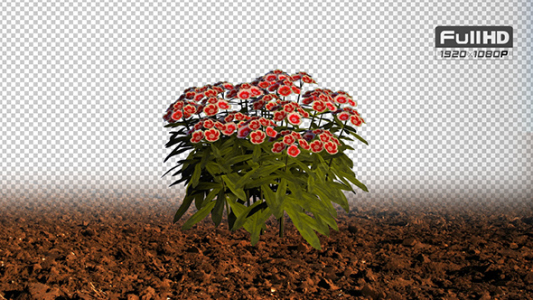 Sweet William Red and White Flowers alt