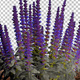Woodland Sage Purple Flowers - VideoHive Item for Sale