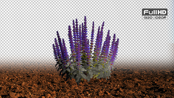 Woodland Sage Purple Flowers alt