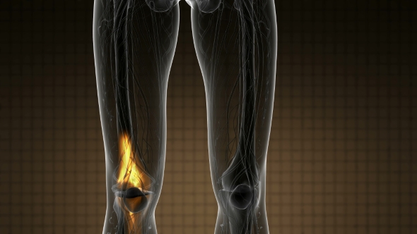 Knee Bones Anatomy alt