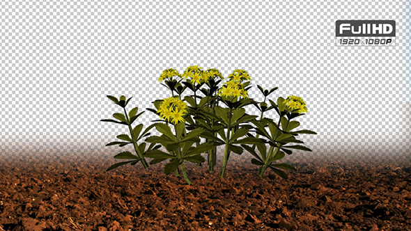 Stonecrop Flowers alt