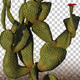 Beavertail Cactus - VideoHive Item for Sale
