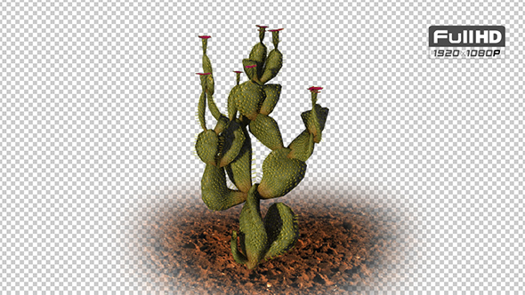 Beavertail Cactus alt