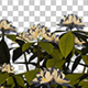 Rhododen Dron White Flowers - VideoHive Item for Sale