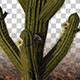 Saguaro Cactus - VideoHive Item for Sale