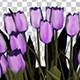 Tulip Purple Grouped Flowers - VideoHive Item for Sale