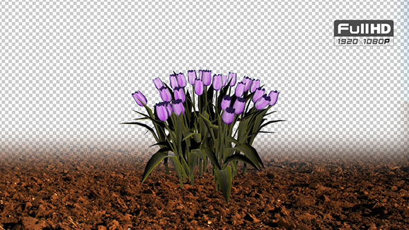Tulip Purple Grouped Flowers alt