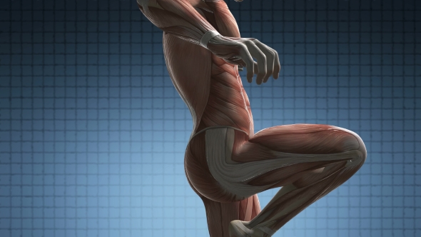 Human Muscle Anatomy alt