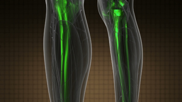 Human Body with Visible Skeletal Bones alt