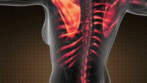 Human Body with Visible Skeletal Bones alt