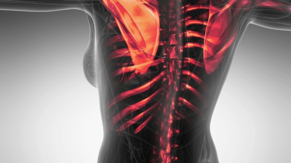 Human Body with Visible Skeletal Bones alt