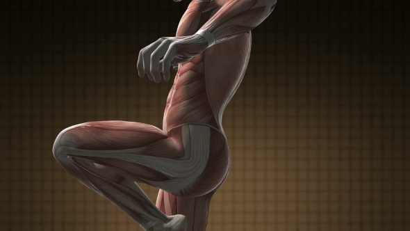 Human Muscle Anatomy alt