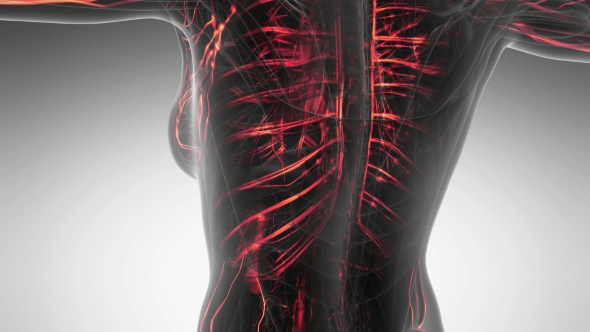 Human Body with Glow Blood Vessels alt