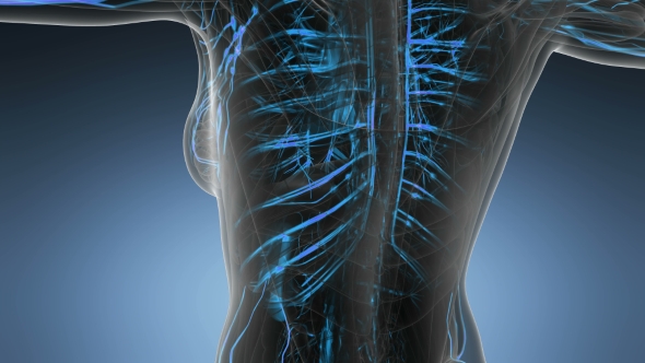 Human Body with Glow Blood Vessels alt