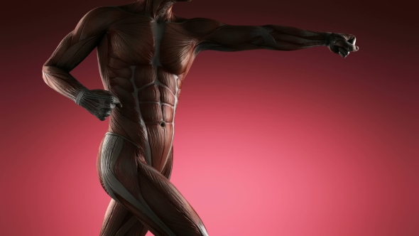 Human Muscle Anatomy alt