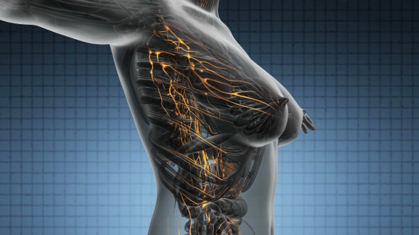 Anatomy of Woman Limphatic System alt