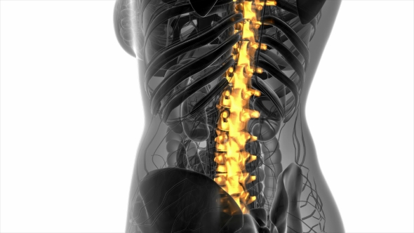 Backache in Back Bones alt