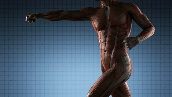 Human Muscle Anatomy alt