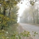 Car Drives Along the Forest Road - VideoHive Item for Sale