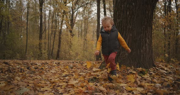 Weekend in Forest at Fall Day, Little Boy Is Walking Over Dry Leaves on Ground, Enjoying 