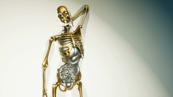 Human Skeleton Bones Model with Organs alt