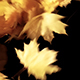 Natural Maple leaves Transition / Overlay - VideoHive Item for Sale